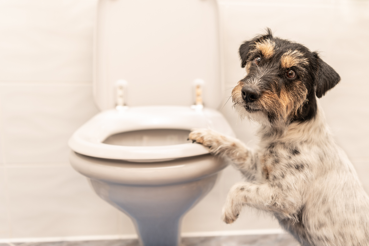 Dog with Toilet Seat