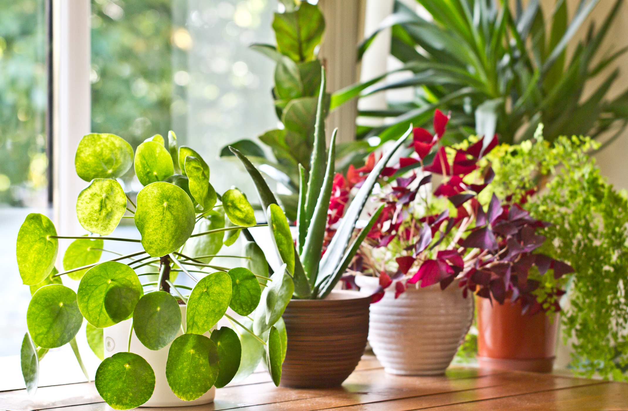 House Plants
